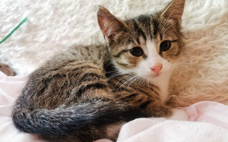 Zbiórka Karma i leczenie chorych kociąt - zdjęcie główne