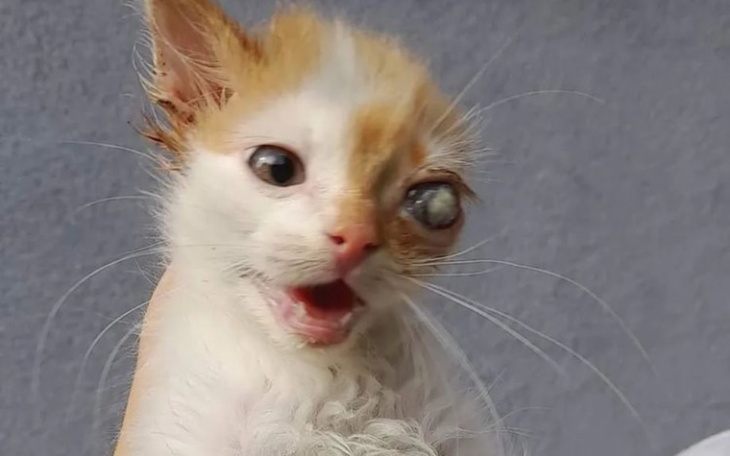 Zbiórka Pieniążki na operacje kotka - zdjęcie główne