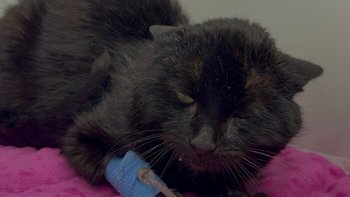 Zbiórka Ratunek dla Hope - miniaturka zdjęcia