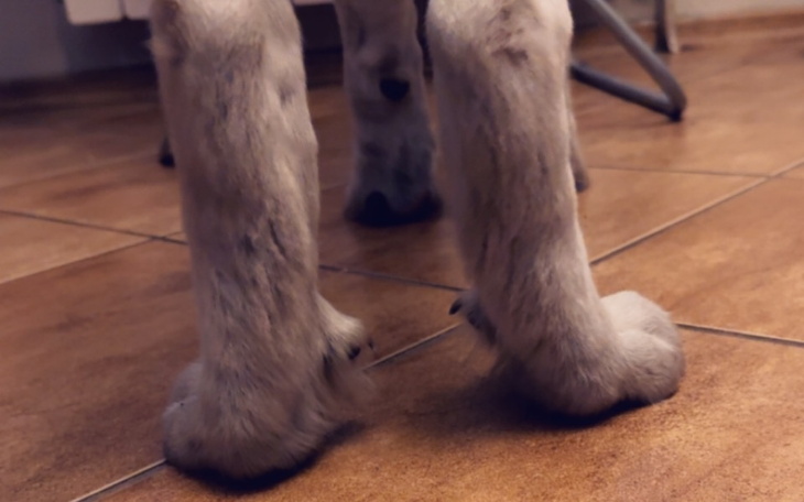 Zbiórka Życie bez bólu dla Aira - zdjęcie główne