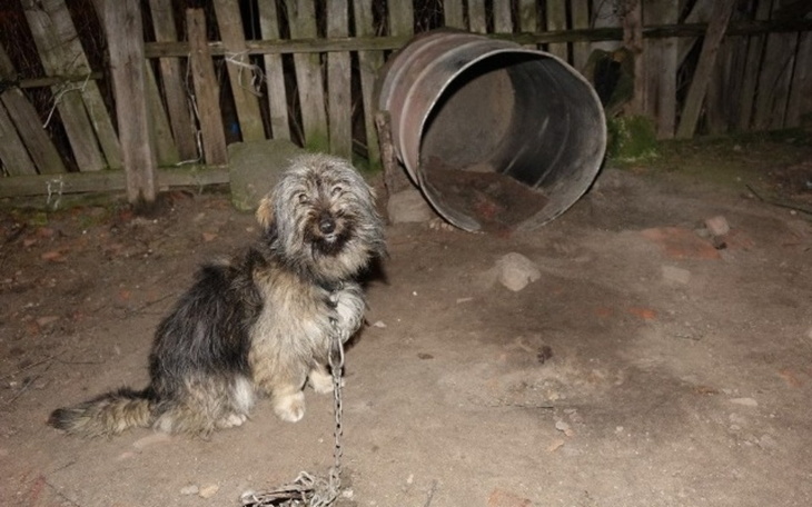 Zbiórka Chore zwierzęta.. - zdjęcie główne