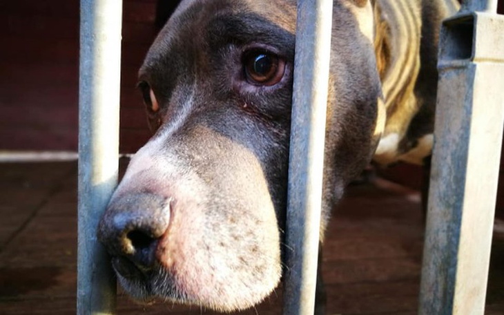 Zbiórka Złoty Bull PĄCZEK wesprzyj i Ty - zdjęcie główne