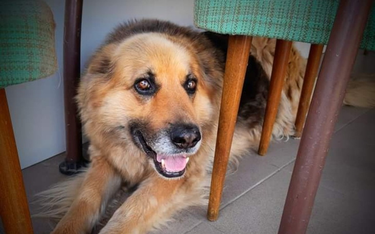 Zbiórka Nie zasłużyła na maslo. Delma. - zdjęcie główne