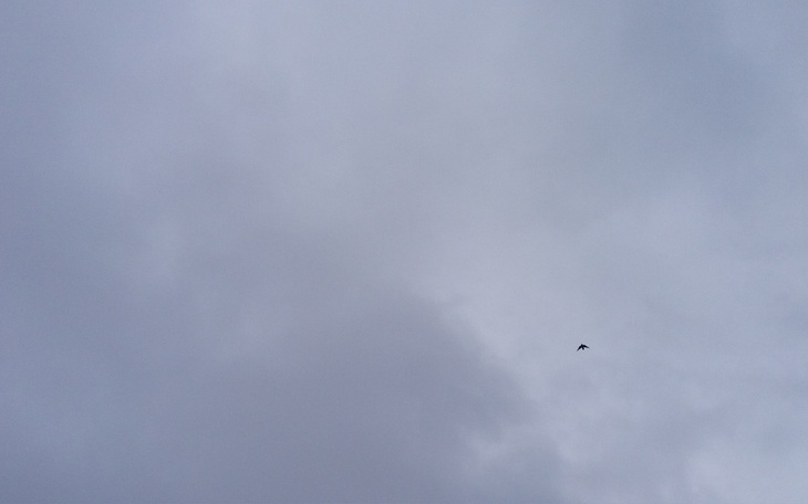 Smutne niebo z chmurami, na którym widać małego ptaka.