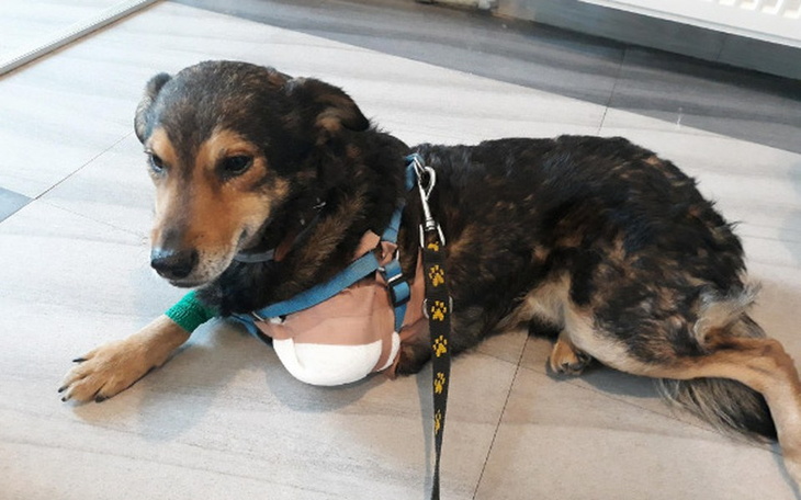 Zbiórka Ogi, staruszek z uszkodzoną łapą - zdjęcie główne