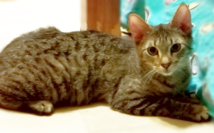 Zbiórka Na sprawne łapki Zuzi - zdjęcie główne