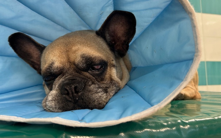 Zbiórka Ratujemy naszego psinka Edka - zdjęcie główne