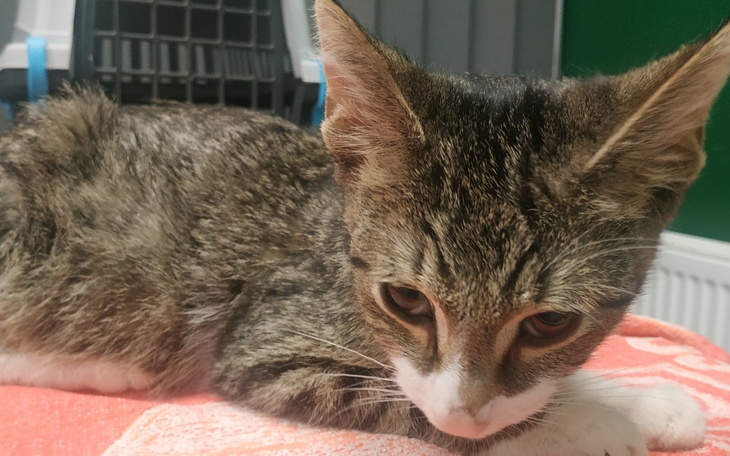 Zbiórka Mały Mentos walczy z FIP - zdjęcie główne