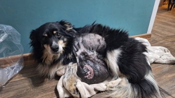 Zbiórka Olaf pies z guzami - miniaturka zdjęcia