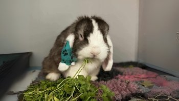 Zbiórka Pomóż nam opłacić leczenie - miniaturka zdjęcia