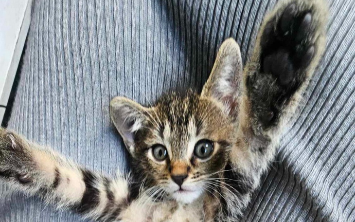 Zbiórka Tymczasy proszą o karmę - zdjęcie główne