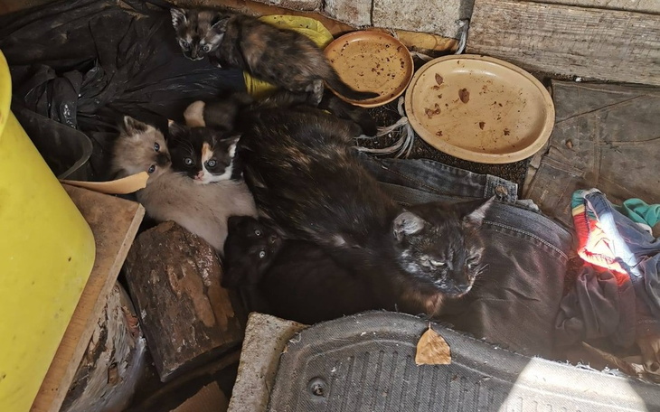 Zbiórka uRATUJmy kocią rodzinę - zdjęcie główne