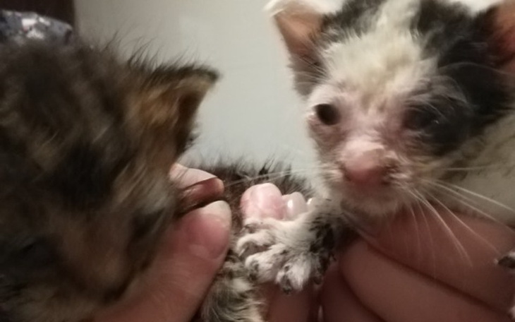 Zbiórka Sierotki kocie. - zdjęcie główne