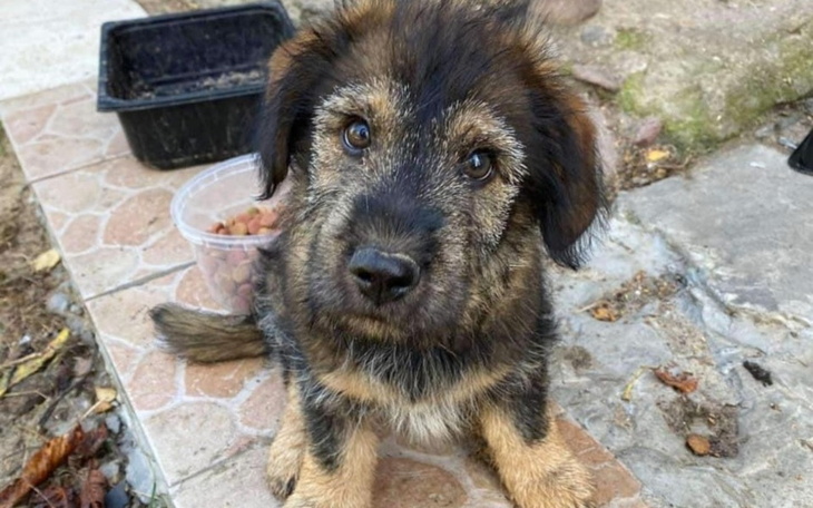 Zbiórka Profilaktyka nowych piesków - zdjęcie główne