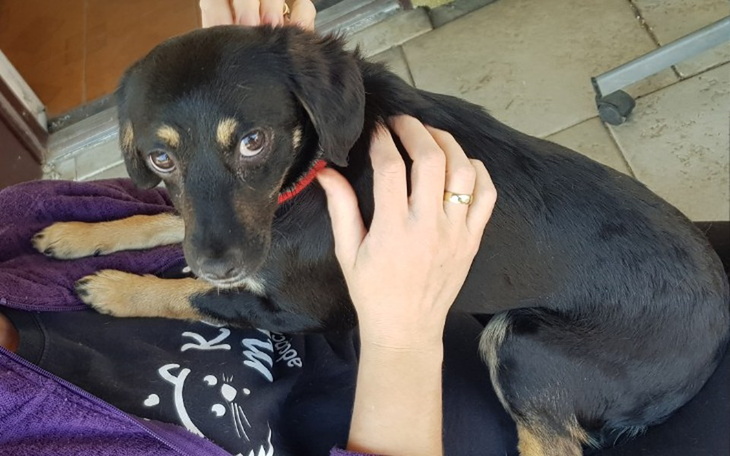 Zbiórka Szansa na adopcję to ich zdrowie - zdjęcie główne