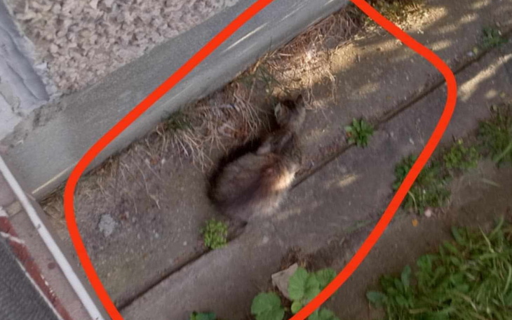 Martwy kot leżący na ziemi w ogrodzie.