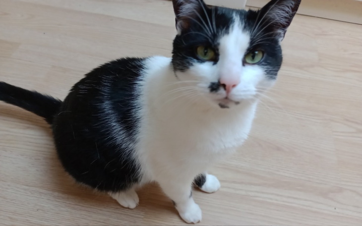 Zbiórka Kicia - zdjęcie główne