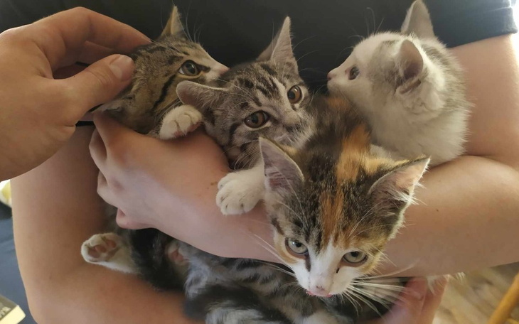 Zbiórka Zahamujmy kocią bezdomność - zdjęcie główne