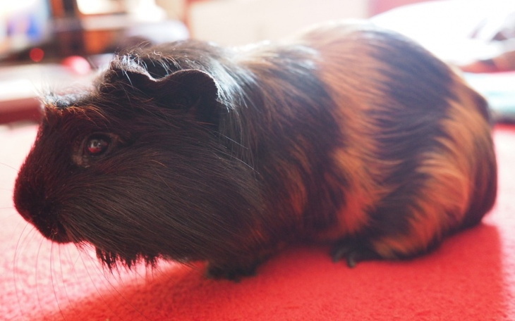 Zbiórka Operacja świnki Buki - zdjęcie główne