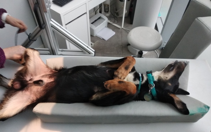 Zbiórka czy uratujemy łapkę Charliego - zdjęcie główne