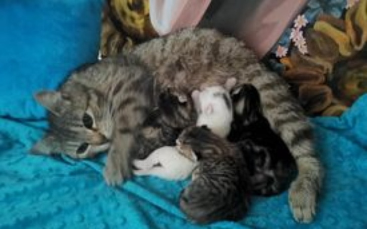 Zbiórka Akcja kocięta - zdjęcie główne