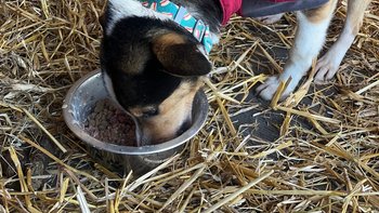 Zbiórka Nowe życie bezdomniaka - miniaturka zdjęcia