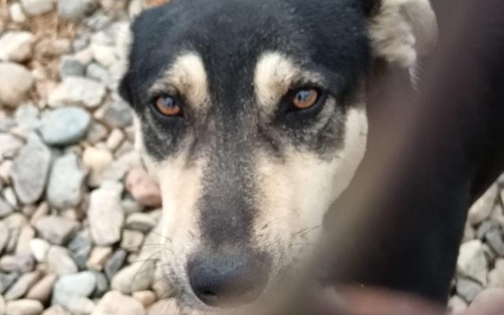 Zbiórka Na leczenie dysplazji u Roxi - zdjęcie główne