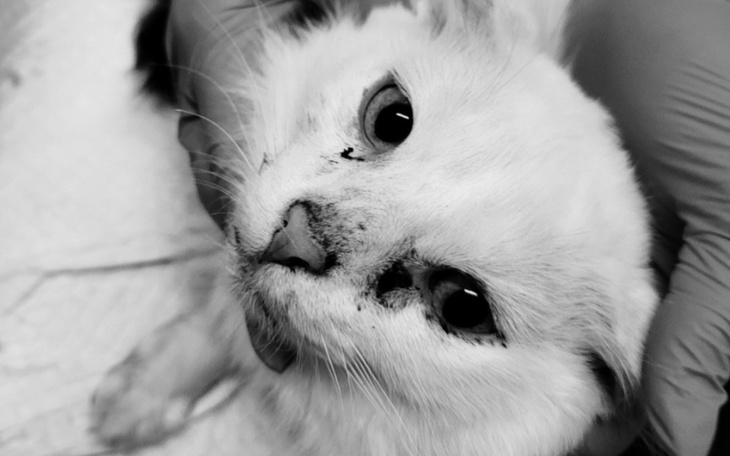 Zbiórka Panleukopenia odbiera nam koty - zdjęcie główne