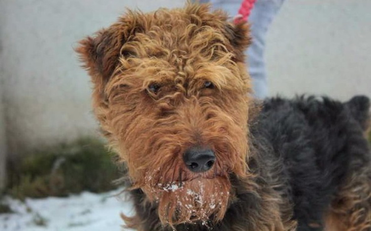 Zbiórka Pomoc dla Fokusa - zdjęcie główne