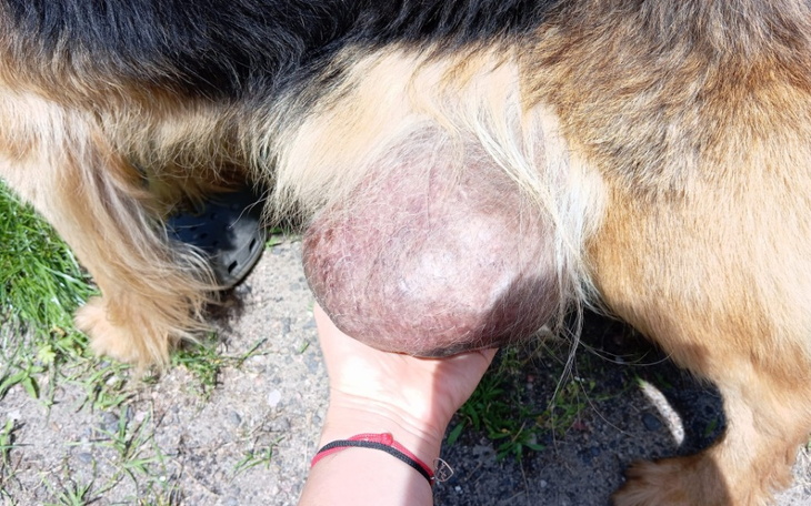 Zbiórka Na ratunek - pomóżmy zwierzakom - zdjęcie główne