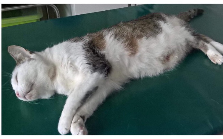 Zbiórka Basia walczy o każdy dzień - zdjęcie główne