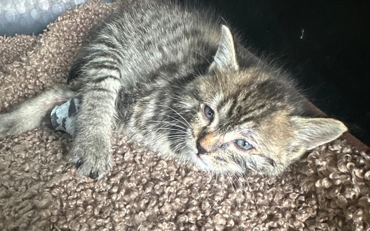 Zbiórka Paraliż go zabija - zdjęcie główne