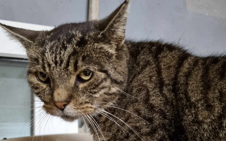 Zbiórka Dla Pączusia - zdjęcie główne