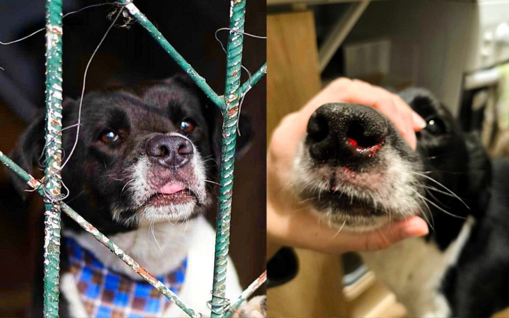 Dwa psy, jeden za kratami, drugi w zbliżeniu.