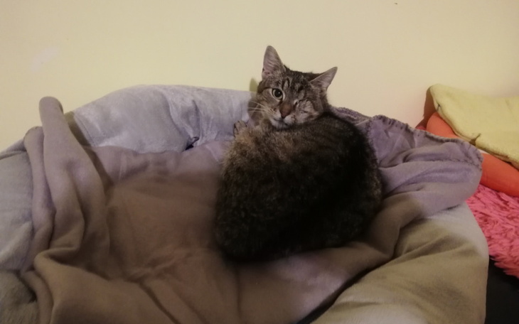 Zbiórka Szczepienie jednookiej Pluskwy - zdjęcie główne