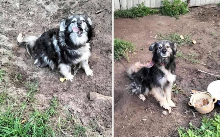 Dwa psy bawiące się na podwórku.