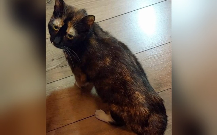 Zbiórka Pestka walczy o życie - zdjęcie główne