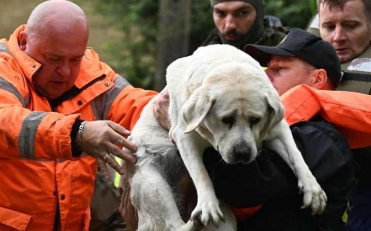 Ratownicy niosący psa, który potrzebuje pomocy.