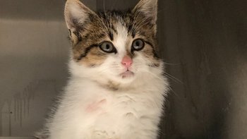 Zbiórka Rudolf, dziecko bez domu - miniaturka zdjęcia