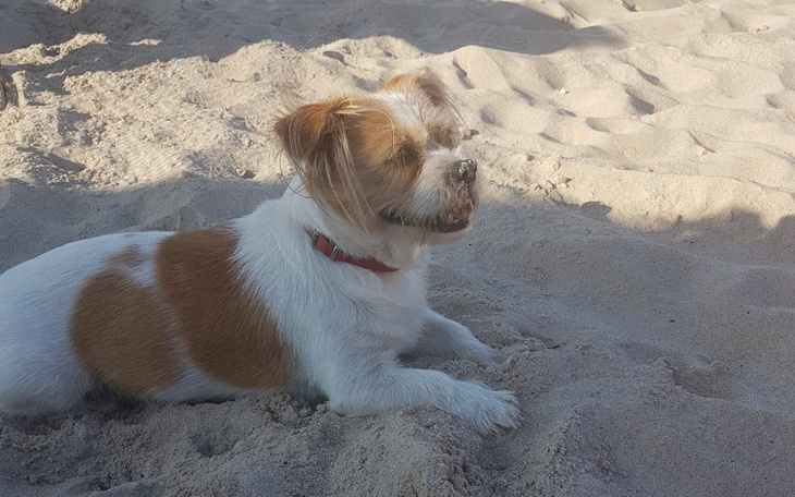 Zbiórka Nowotwor ukochanego psa - zdjęcie główne