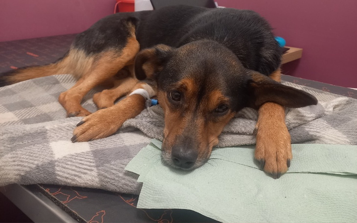 Zbiórka Transfuzja krwi i leczenie - zdjęcie główne