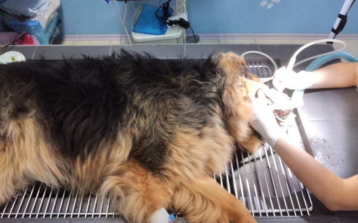 Zbiórka Borys prosi o pomoc - zdjęcie główne