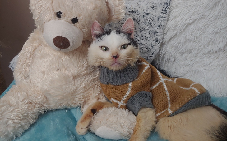 Kot w sweterku leży obok pluszowego misia na miękkim tle.