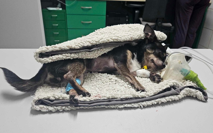 Chihuahua leżący na poduszce, podłączony do aparatury medycznej.