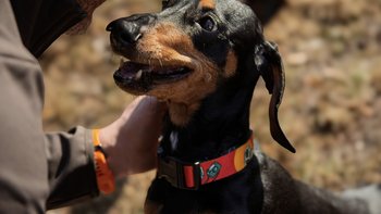 Zbiórka Bez Was - jamniki bez pomocy! - miniaturka zdjęcia