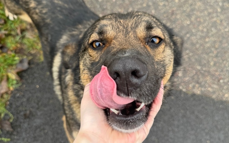 Chudy pies w lecznicy, wyglądający na zmartwionego.