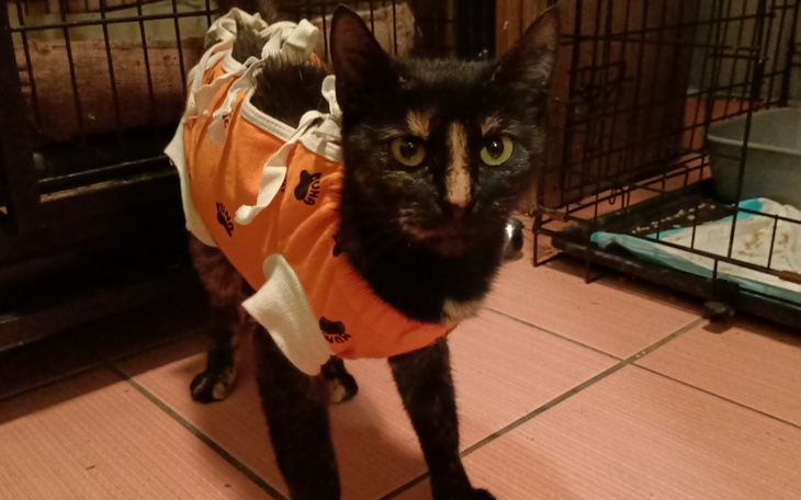 Zbiórka Transport bezdomnej kotki - zdjęcie główne