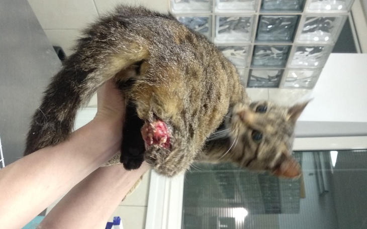 Zbiórka Na pomoc kotce - amputacja nogi - zdjęcie główne