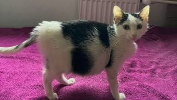 Zbiórka Malutka Besi nadal walczy - miniaturka zdjęcia