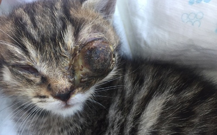 Zbiórka POMÓŻ nam RATOWAĆ! - zdjęcie główne